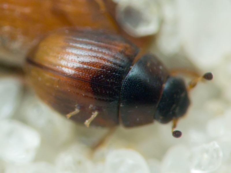 Coleoptera Linnaeus, 1758